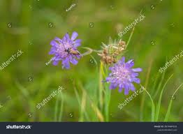 Attēlu rezultāti vaicājumam “Anastrangalia sanguinolenta female”
