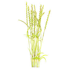 Attēlu rezultāti vaicājumam “Cynosurus cristatus fruit”