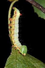 Attēlu rezultāti vaicājumam “Ptilodon capucina”