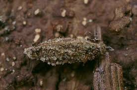 Attēlu rezultāti vaicājumam “Geocrypta galii larva”