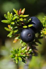 Attēlu rezultāti vaicājumam “Empetrum nigrum fruit”