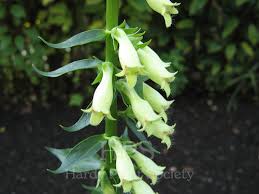 Image result for Digitalis lutea