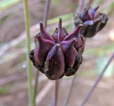 Attēlu rezultāti vaicājumam “Oenothera rubricauli bud”