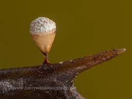 Attēlu rezultāti vaicājumam “Craterium leucocephalum var. scyphoides spores”