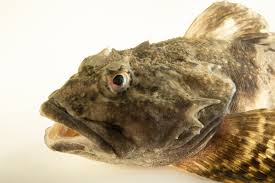 Image result for Myoxocephalus octodecemspinosus