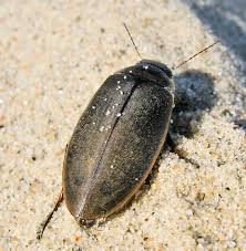 Attēlu rezultāti vaicājumam “Colymbetes striatus”