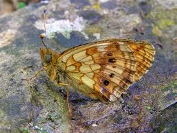 Attēlu rezultāti vaicājumam “Brenthis ino upperside”