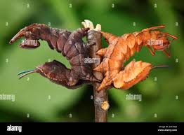 Attēlu rezultāti vaicājumam “Stauropus fagi”