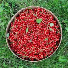 Attēlu rezultāti vaicājumam “Ribes spicatum”