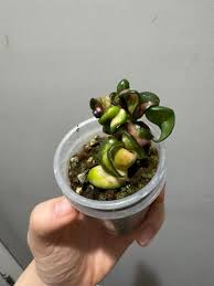 Attēlu rezultāti vaicājumam “Conardia compacta”