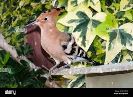 Attēlu rezultāti vaicājumam “Upupa epops adult”