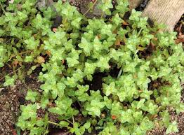 Image result for Anagallis arvensis