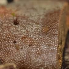 Attēlu rezultāti vaicājumam “Dictydiaethalium plumbeum”