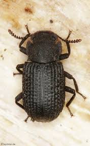 Attēlu rezultāti vaicājumam “Tenebrionidae”