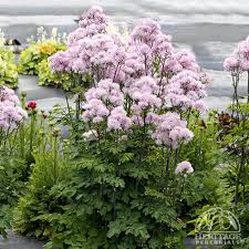 Attēlu rezultāti vaicājumam “Thalictrum aquilegifolium flower”