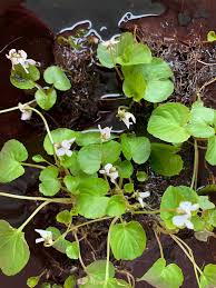 Attēlu rezultāti vaicājumam “Viola riviniana leaf”