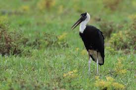 Attēlu rezultāti vaicājumam “Ciconiiformes”