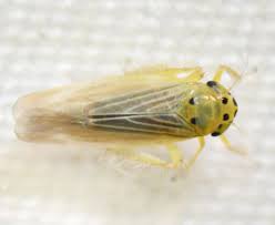 Attēlu rezultāti vaicājumam “Macrosteles sp.”