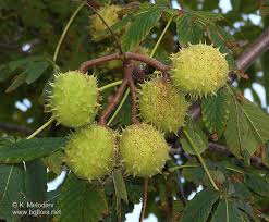 Attēlu rezultāti vaicājumam “Aesculus hippocastanum fruit”