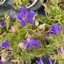 Attēlu rezultāti vaicājumam “Geranium sylvaticum”