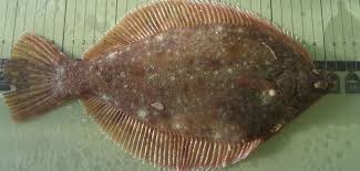 Image result for Pseudopleuronectes americanus