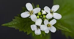Image result for Alliaria petiolata