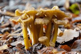 Attēlu rezultāti vaicājumam “Cantharellus lutescens”