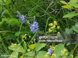 Image result for Veronica teucrium
