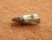 Attēlu rezultāti vaicājumam “Notocelia roborana”