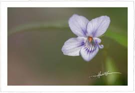 Attēlu rezultāti vaicājumam “Viola palustris”