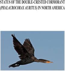 Image result for Phalacrocorax auritus