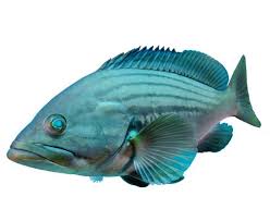 Image result for Serranus atricauda