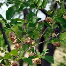 Attēlu rezultāti vaicājumam “Ulmus minor”