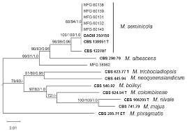 Attēlu rezultāti vaicājumam “Dianema nivale spores”