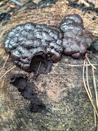 Attēlu rezultāti vaicājumam “Amaurochaete atra macro”