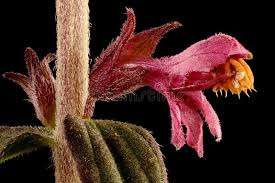 Attēlu rezultāti vaicājumam “Odontites vulgaris flower”