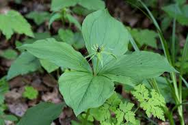 Attēlu rezultāti vaicājumam “Paris quadrifolia”