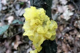 Attēlu rezultāti vaicājumam “Tremella mesenterica”