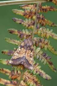 Attēlu rezultāti vaicājumam “Gortyna flavago”