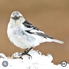 Attēlu rezultāti vaicājumam “Plectrophenax nivalis adult”