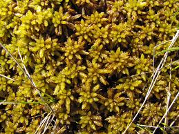 Attēlu rezultāti vaicājumam “Sphagnum centrale”