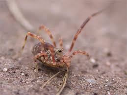 Attēlu rezultāti vaicājumam “Lophopilio palpinalis”