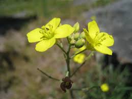 Attēlu rezultāti vaicājumam “Diplotaxis tenuifolia bud”