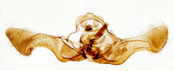 Attēlu rezultāti vaicājumam “Eucosma aspidiscana”