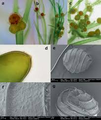 Attēlu rezultāti vaicājumam “Nitella flexilis”