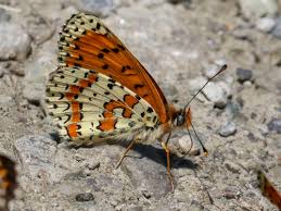 Attēlu rezultāti vaicājumam “Melitaea didyma underside”
