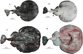 Image result for Tetronarce nobiliana