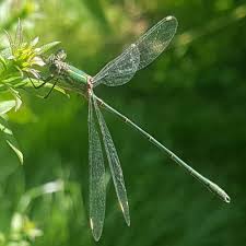 Attēlu rezultāti vaicājumam “Chalcolestes viridis”