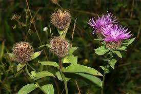 Image result for Centaurea pseudophrygia