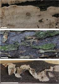 Attēlu rezultāti vaicājumam “Peniophora laurentii”